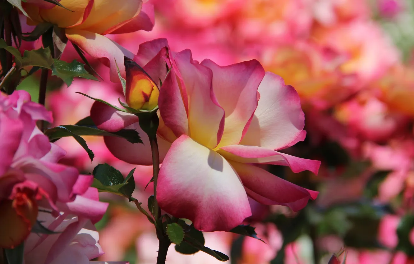 Photo wallpaper roses, petals, buds, flowering, pink-yellow