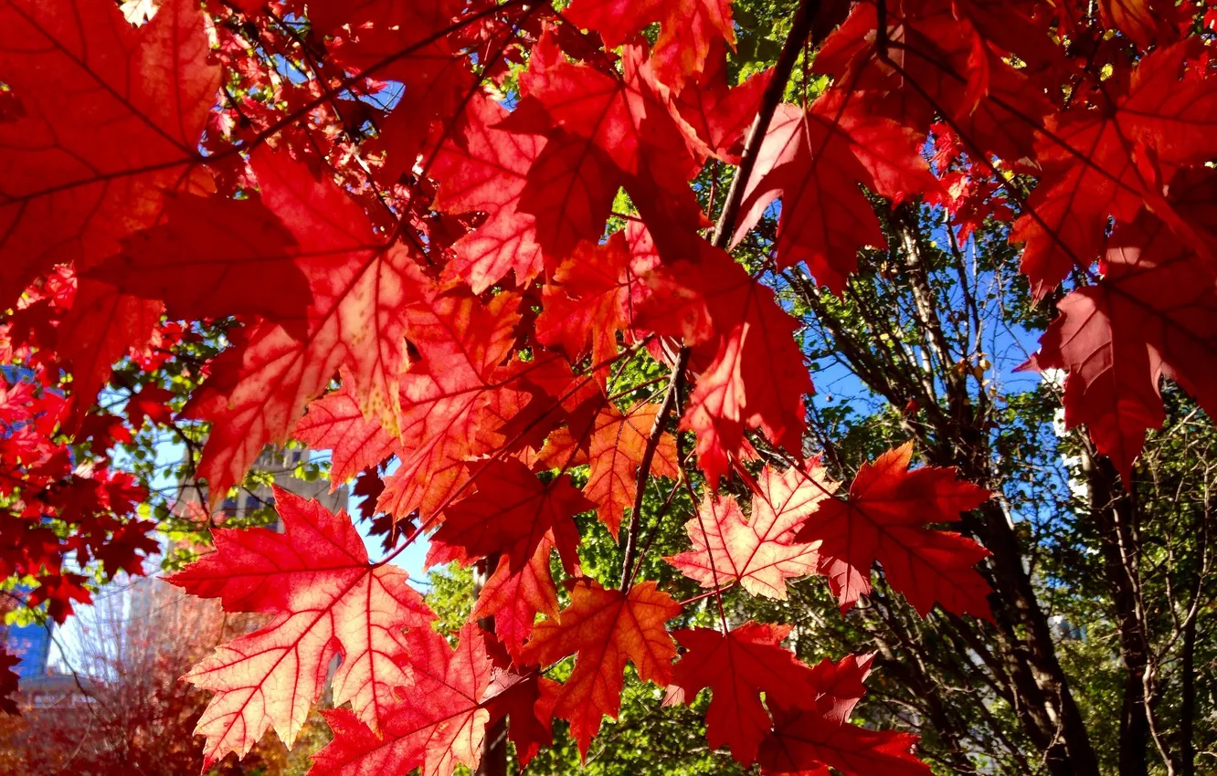 Photo wallpaper autumn, leaves, macro, branches, maple