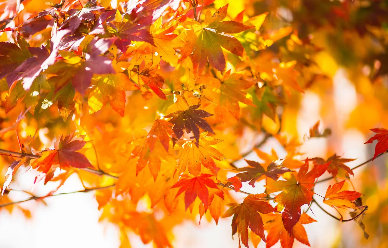 Photo wallpaper autumn, leaves, Japanese maple