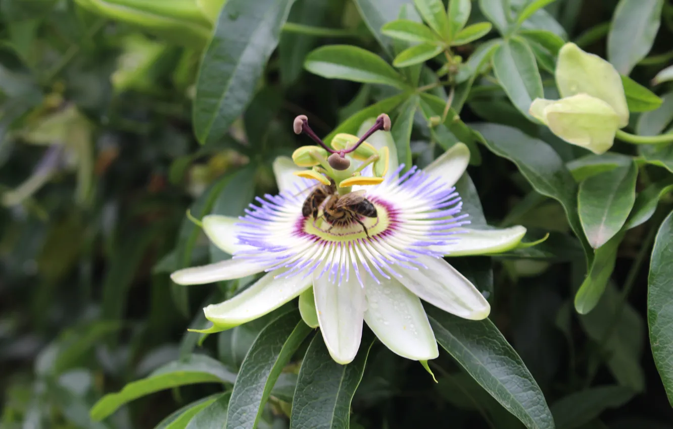 Photo wallpaper honey, nature, bee