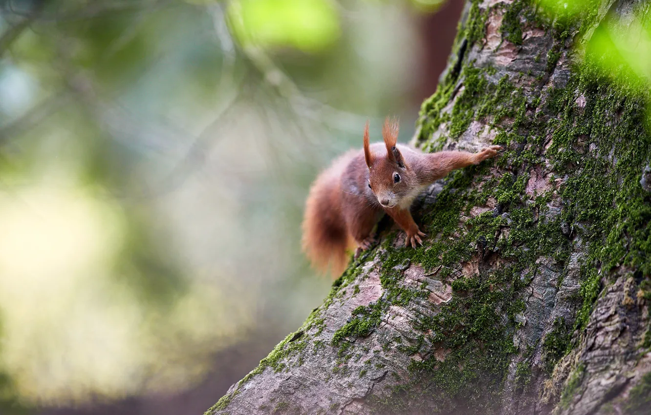 Photo wallpaper trees, pose, background, moss, protein, trunk, bark, squirrel