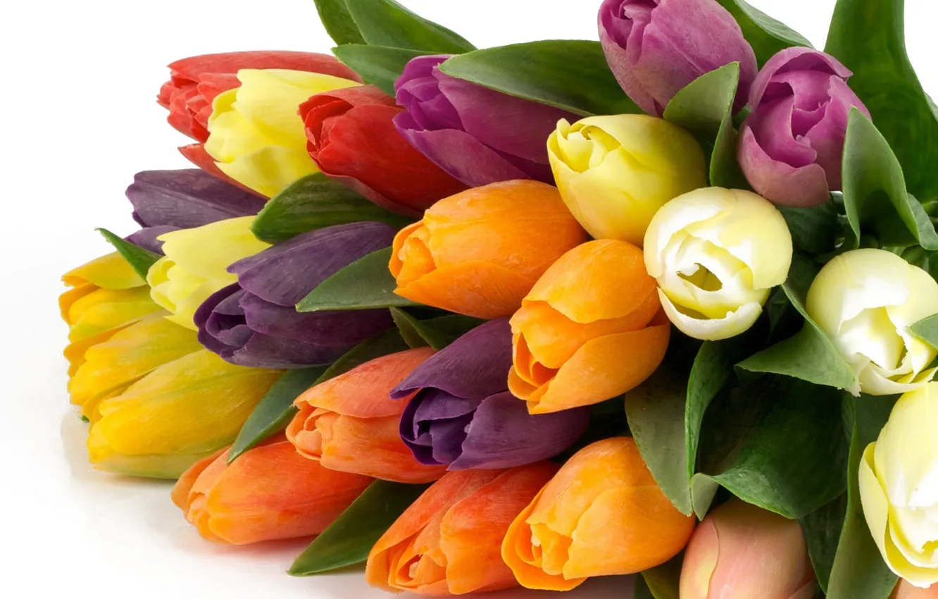 Photo wallpaper flower, flowers, nature, Tulip, bouquet, spring, tulips, beautiful
