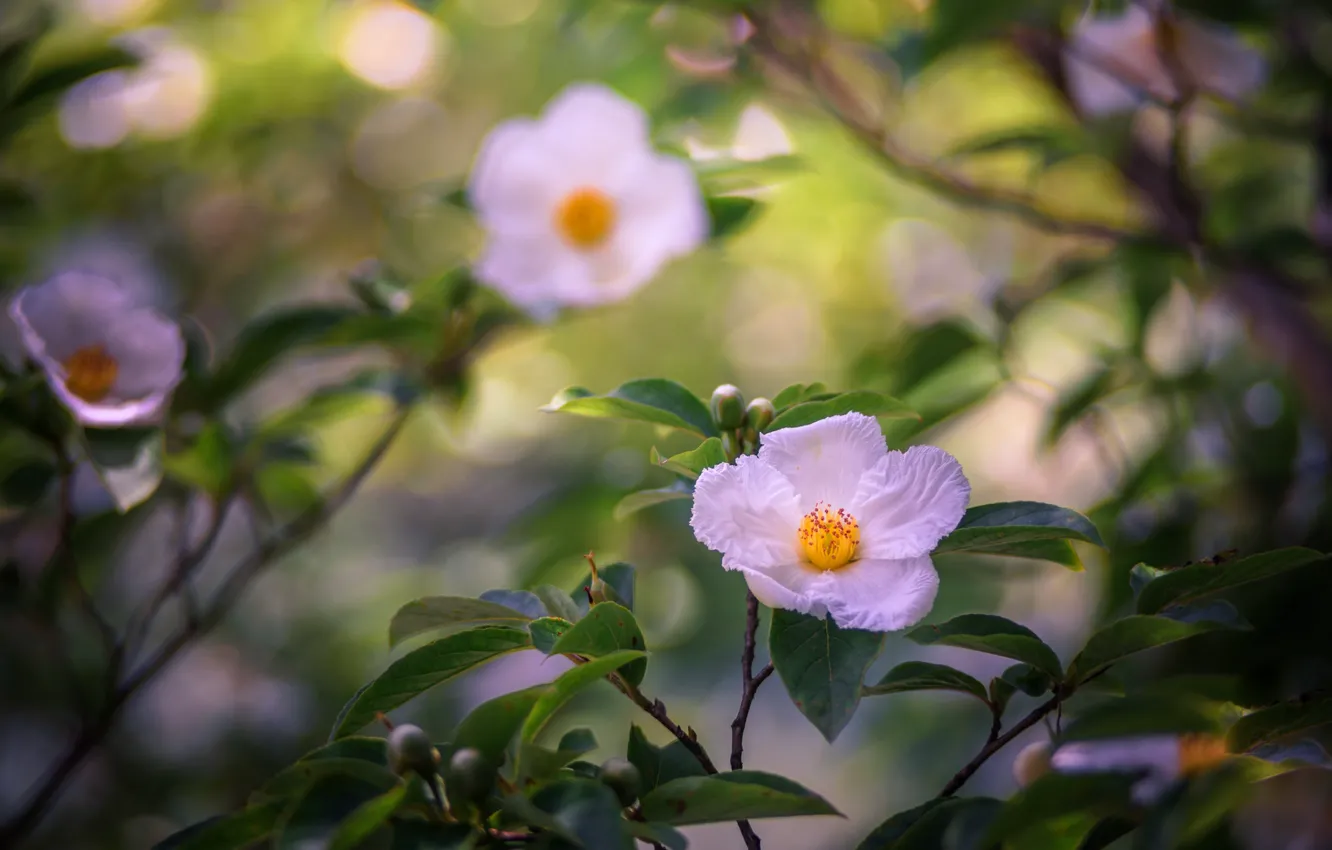 Photo wallpaper trees, branches, Camellia