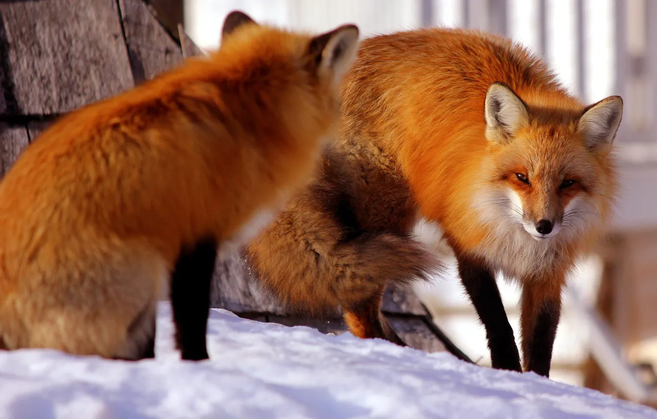Photo wallpaper winter, red, two foxes