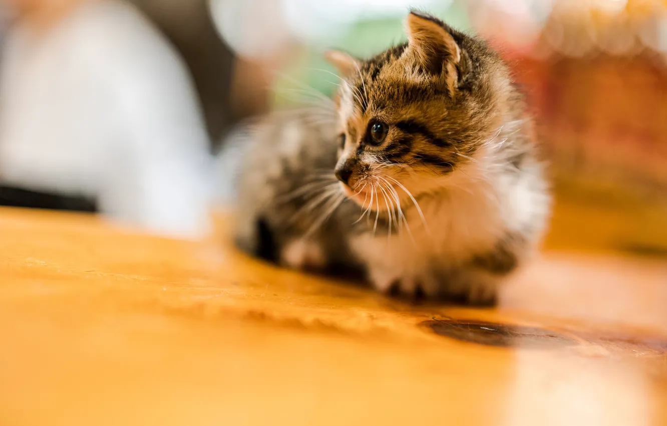 Photo wallpaper baby, kitty, bokeh