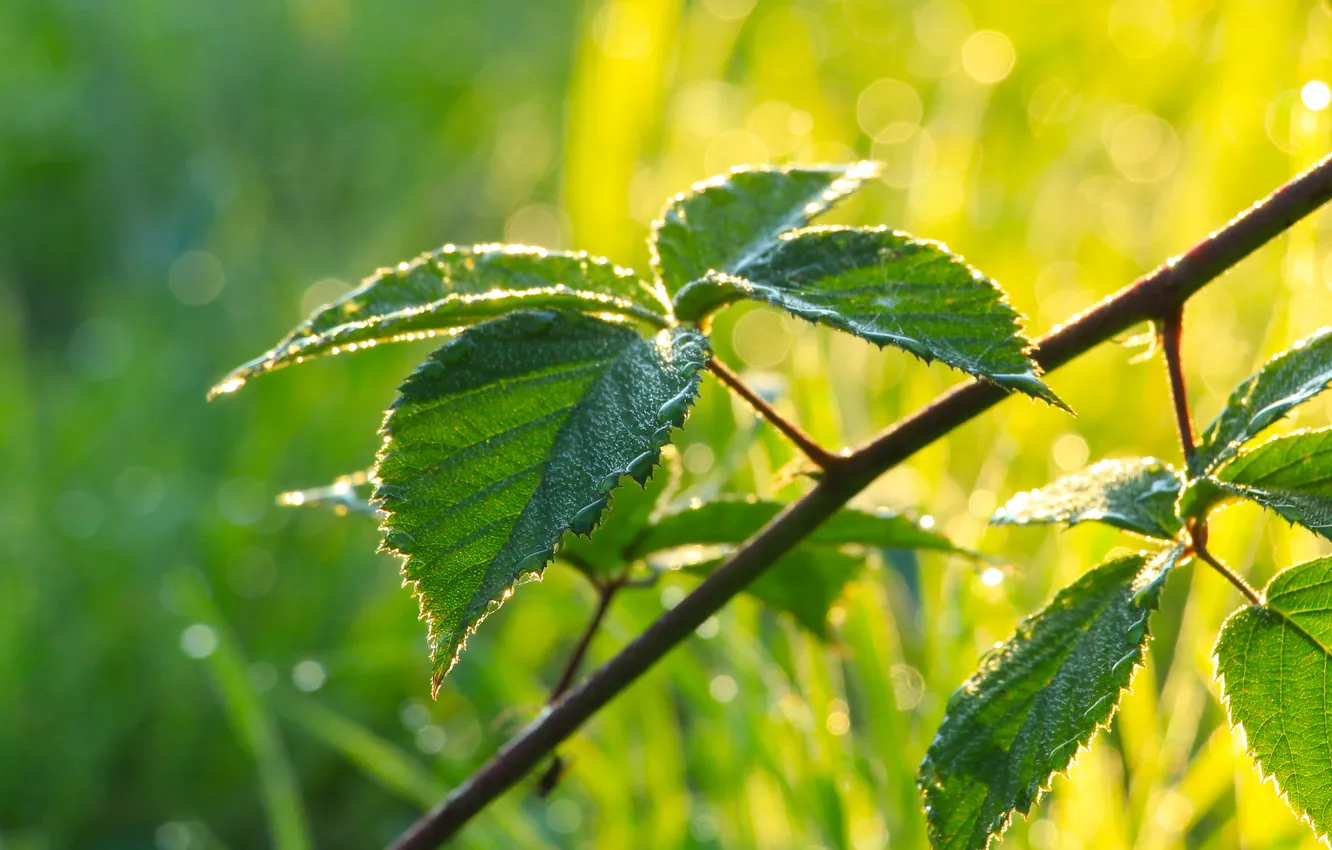 Photo wallpaper leafs, plant, twig