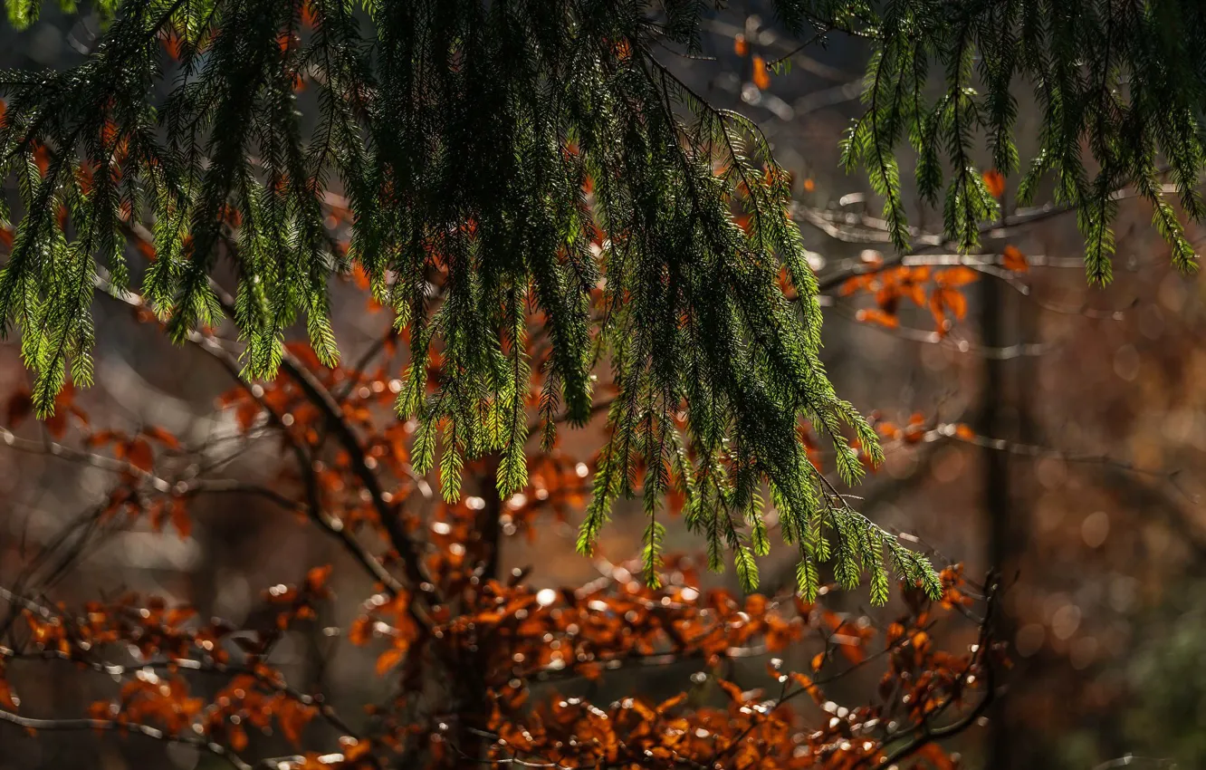 Photo wallpaper forest, trees, spruce branches