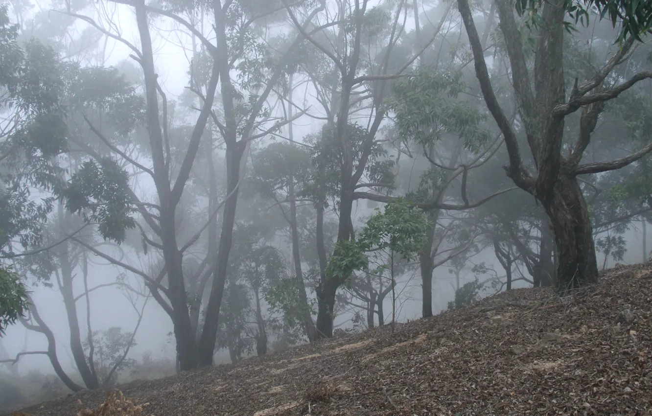 Photo wallpaper forest, trees, nature, fog, Sri Lanka, Sri Lanka, Ella Valley