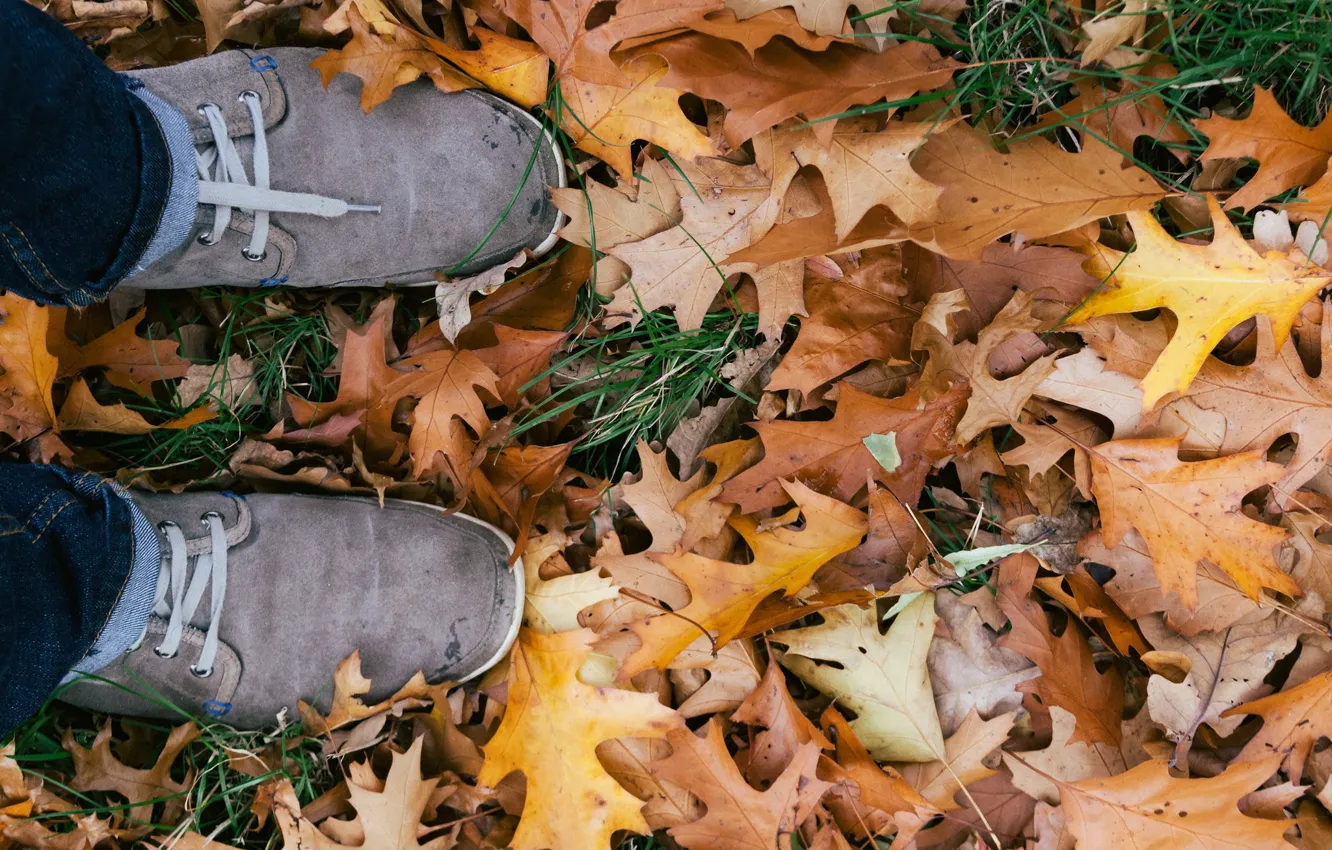 Photo wallpaper autumn, leaves, sneakers, laces, oak, oak