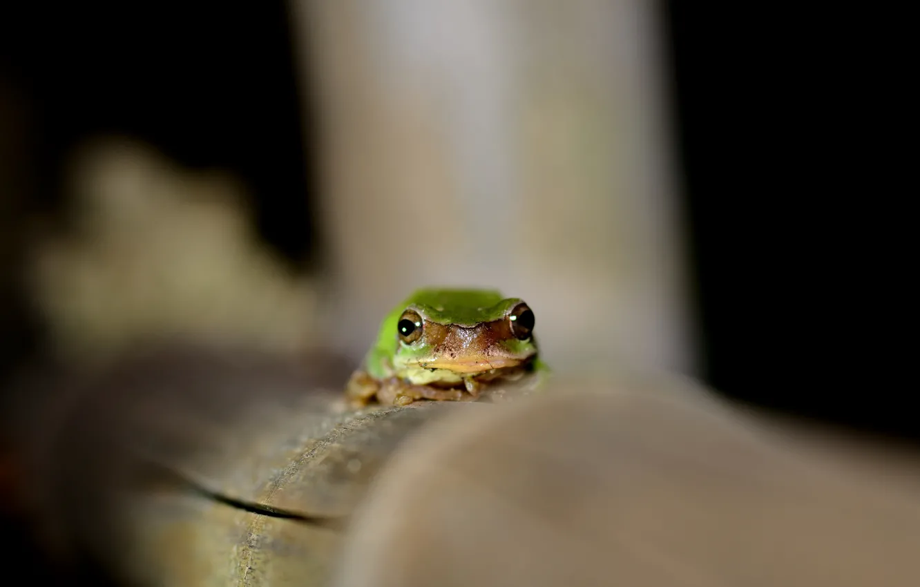 Photo wallpaper eyes, frog, green, looks