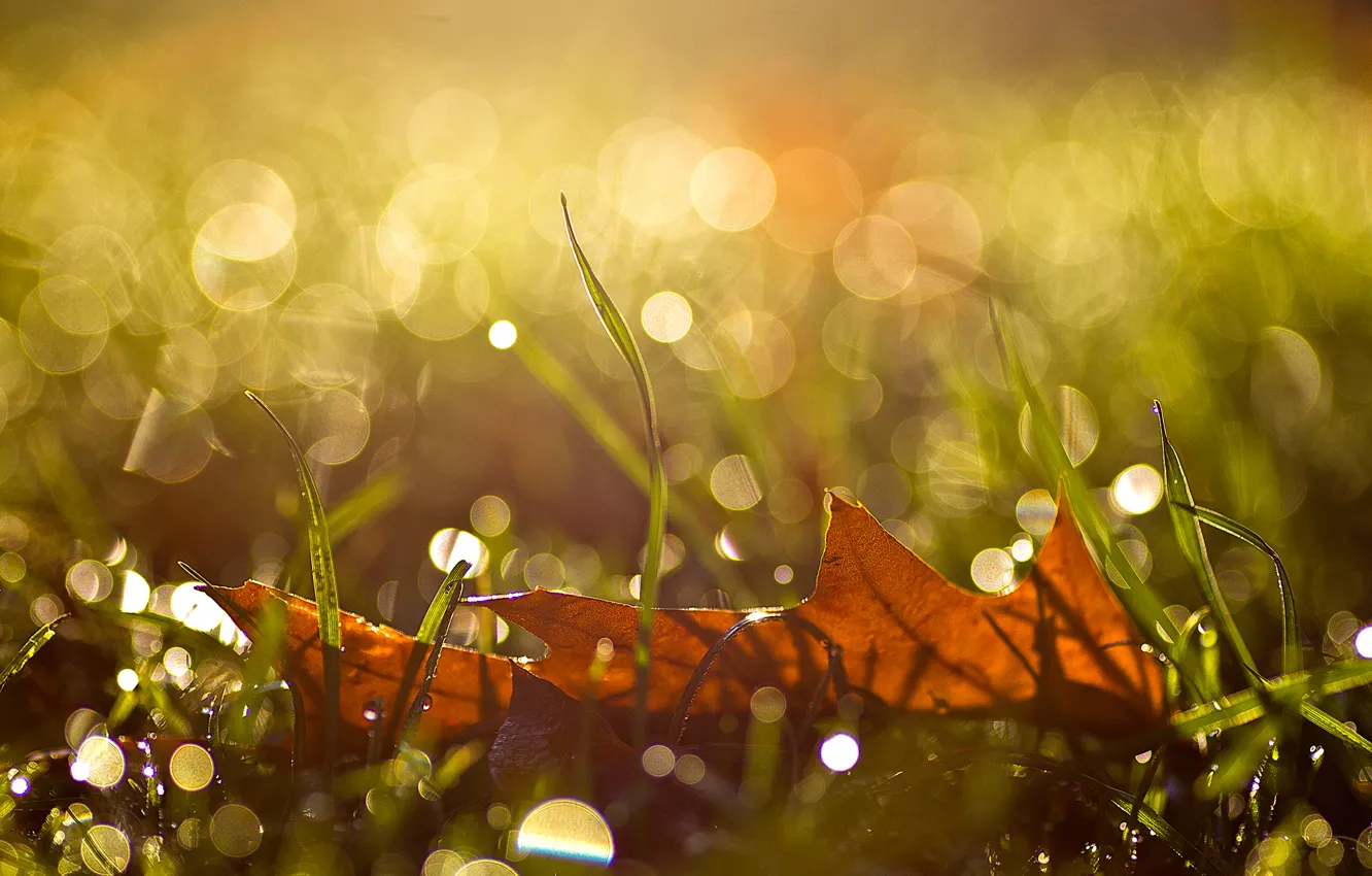 Photo wallpaper autumn, grass, drops, macro, sheet, glare