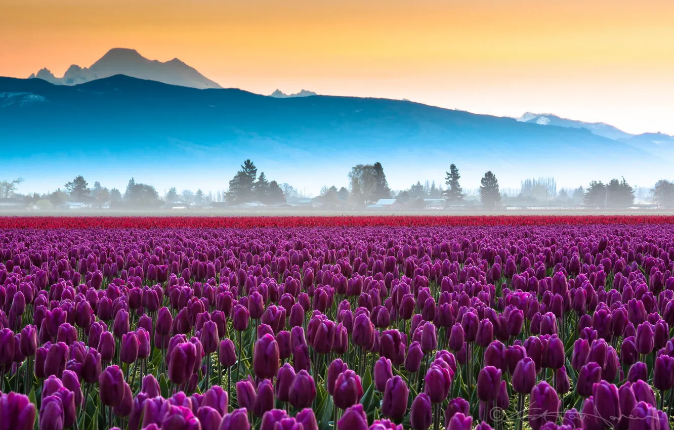 Photo wallpaper field, flowers, mountains, tulips, haze