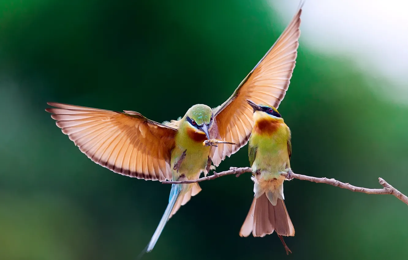 Photo wallpaper birds, branch, the European bee-eater Golden, pouloudi