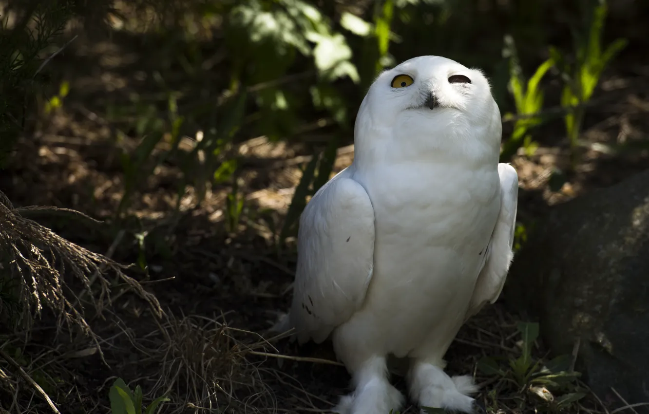Photo wallpaper white, look, branches, pose, the dark background, stones, owl, bird