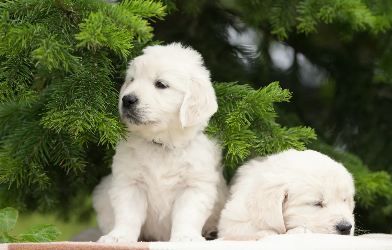 Photo wallpaper dog, puppy, a couple, twins, spruce branches
