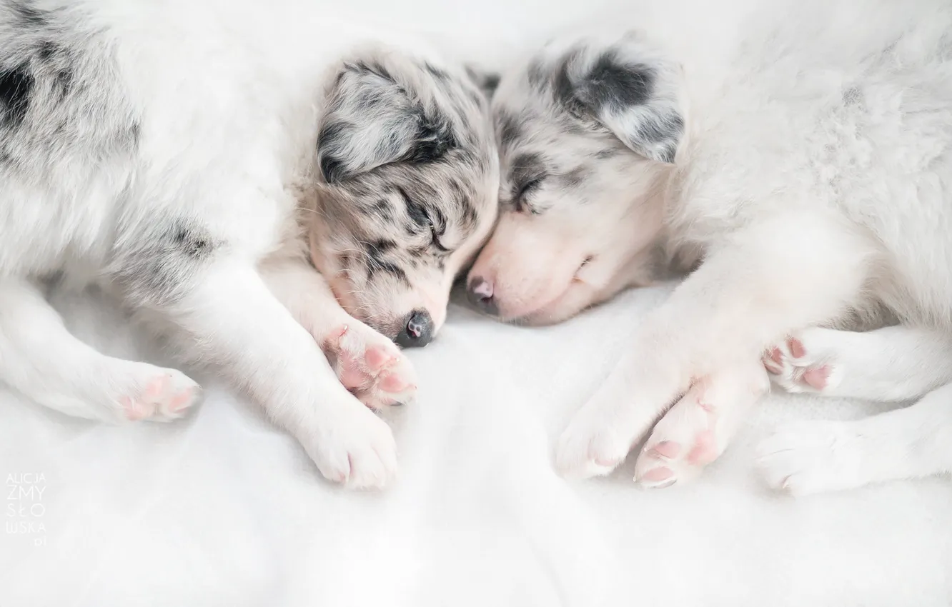Photo wallpaper dogs, comfort, house, puppies