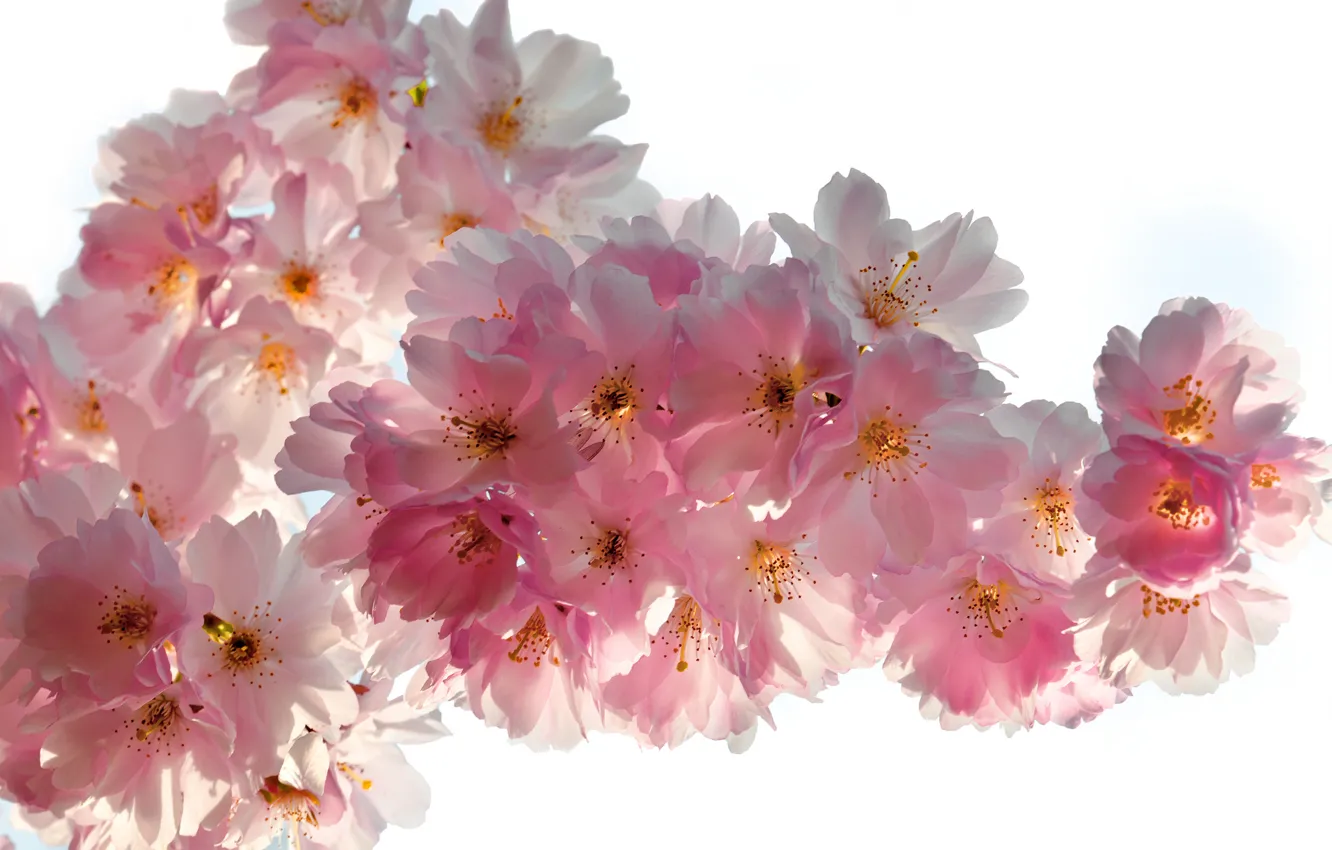 Photo wallpaper macro, flowers, branches, cherry, beauty, spring, petals, Sakura