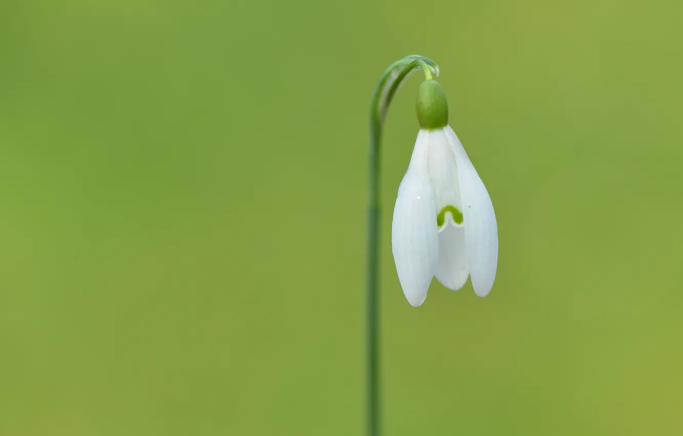Photo wallpaper white, flowers, green, green, petals, stem, white, flower
