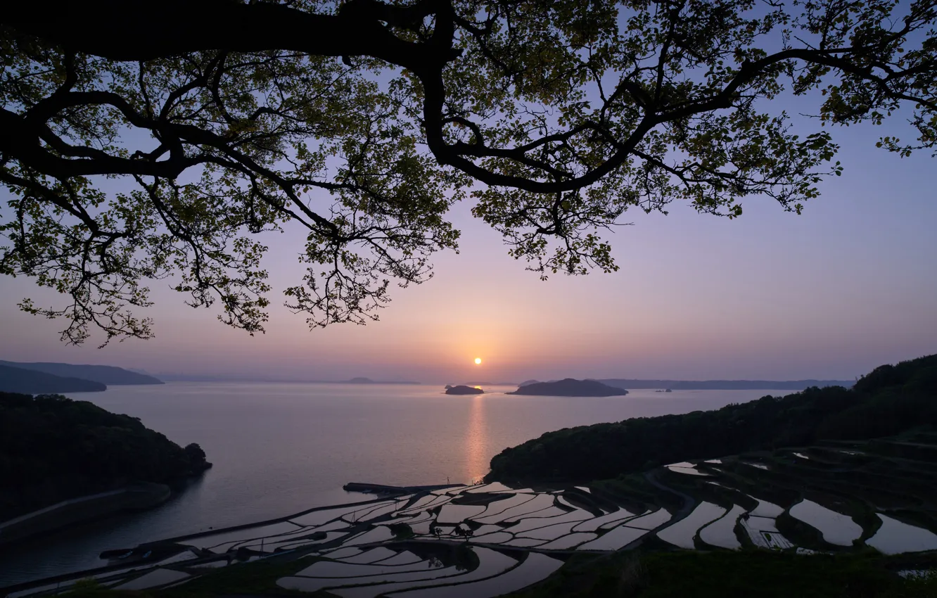 Photo wallpaper sea, Islands, sunset, branches, tree, Japan, Japan, rice terraces