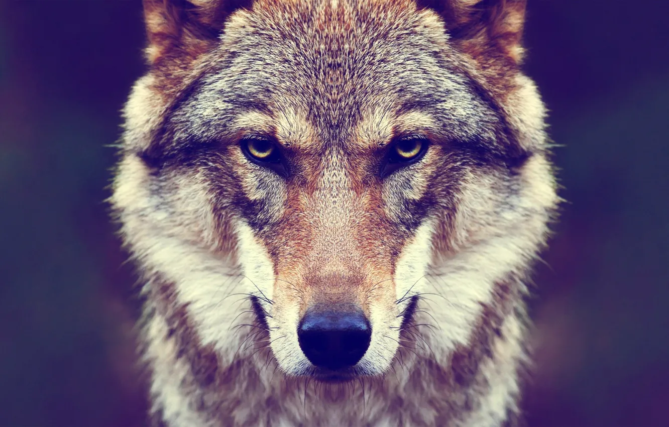 Photo wallpaper look, wolf, predator