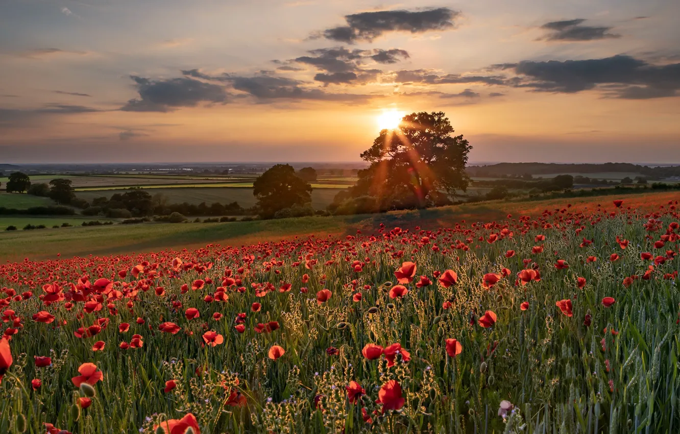 Photo wallpaper summer, sunset, Maki