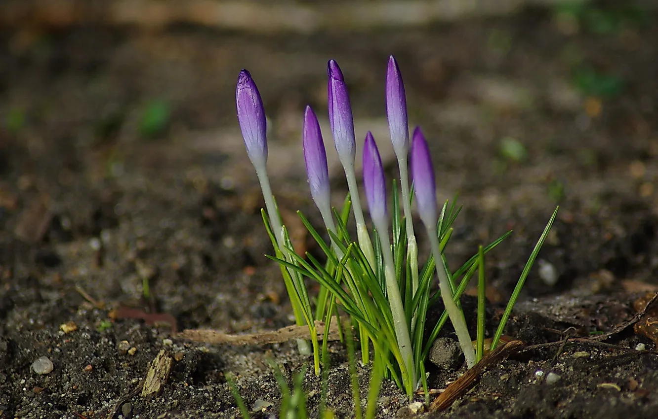 Photo wallpaper leaves, flowers, earth, crocuses, buds