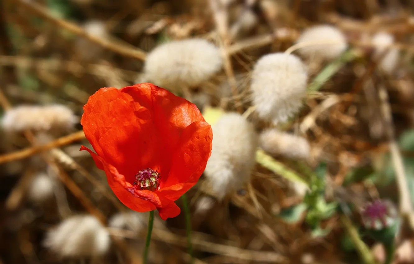 Photo wallpaper red, Mac, petals