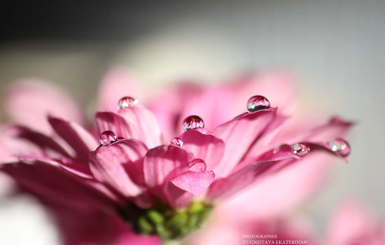 Photo wallpaper drops, macro, flowers, minimalism