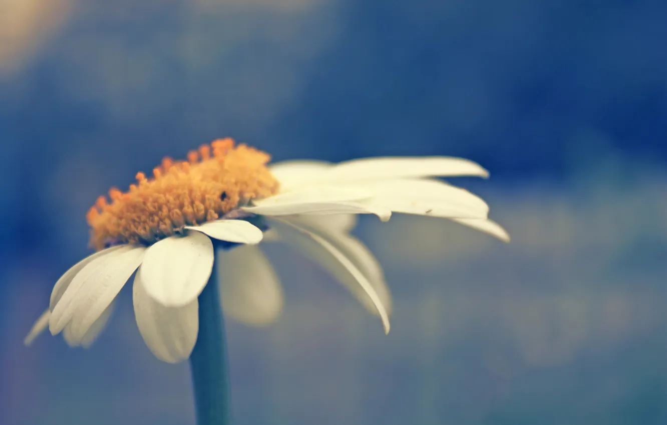 Photo wallpaper summer, mood, tenderness, chamomile