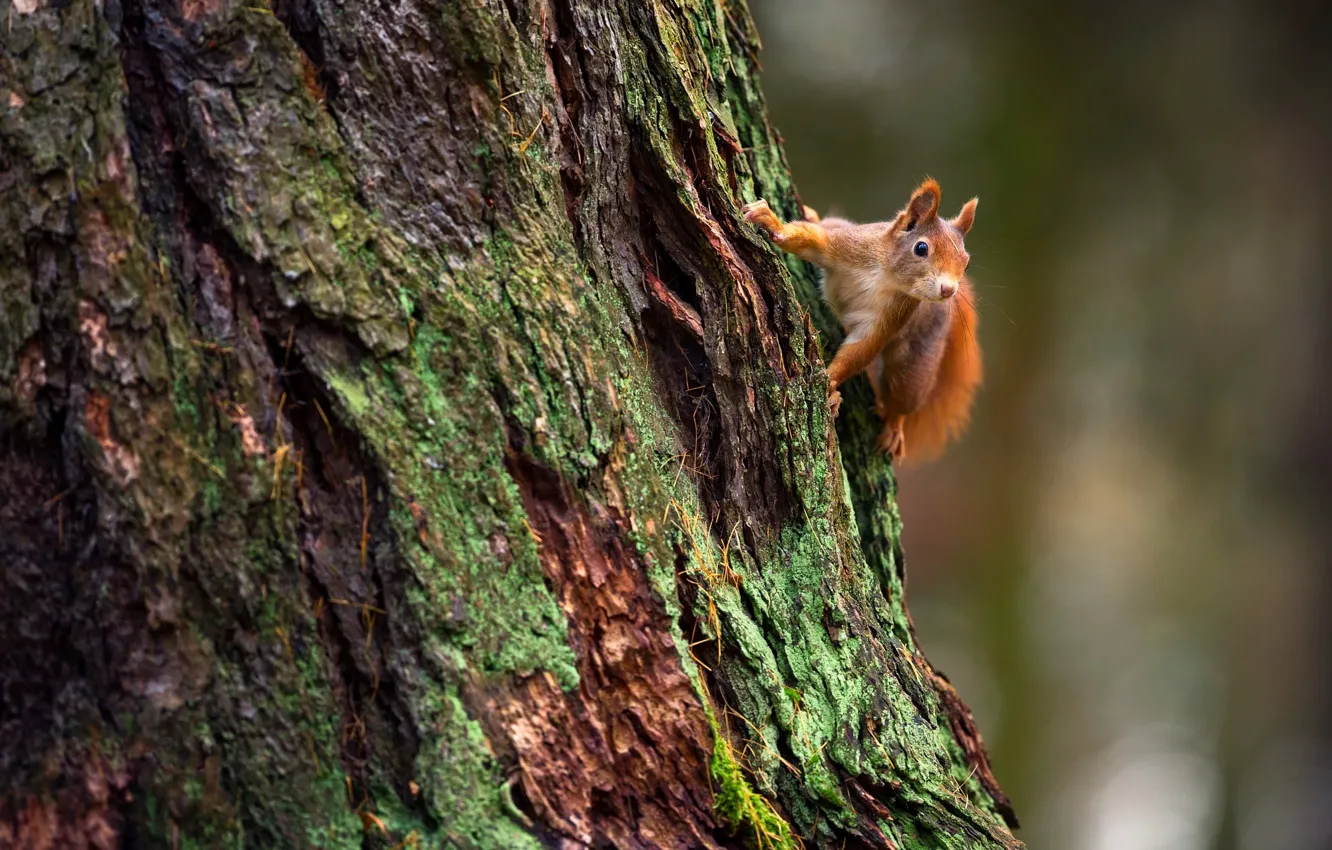 Photo wallpaper look, trees, nature, pose, background, protein, trunk, red
