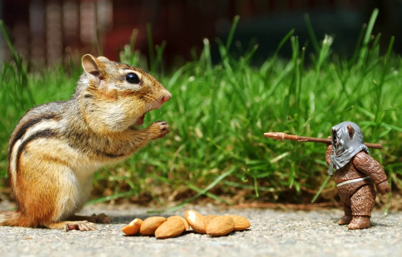 Photo wallpaper toy, Chipmunk, nuts, almonds, funny