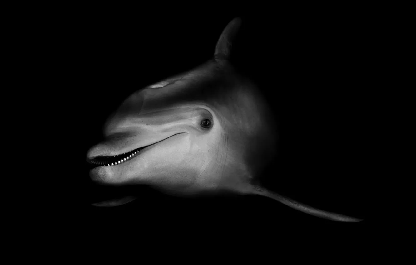 Photo wallpaper Dolphin, black and white