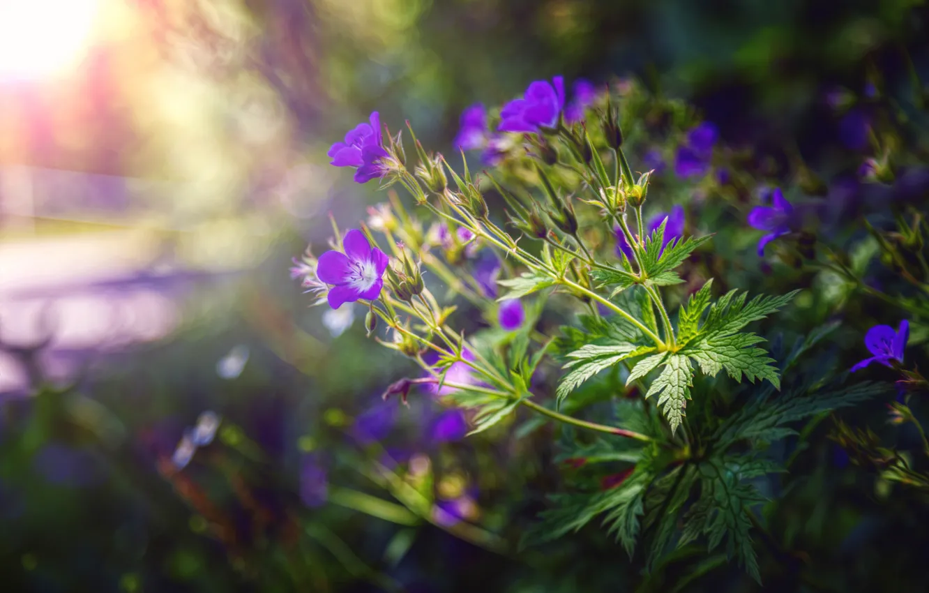 Photo wallpaper leaves, treatment, flowers