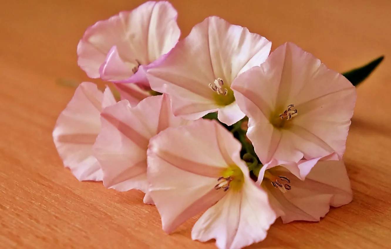 Photo wallpaper flower, table, blooming