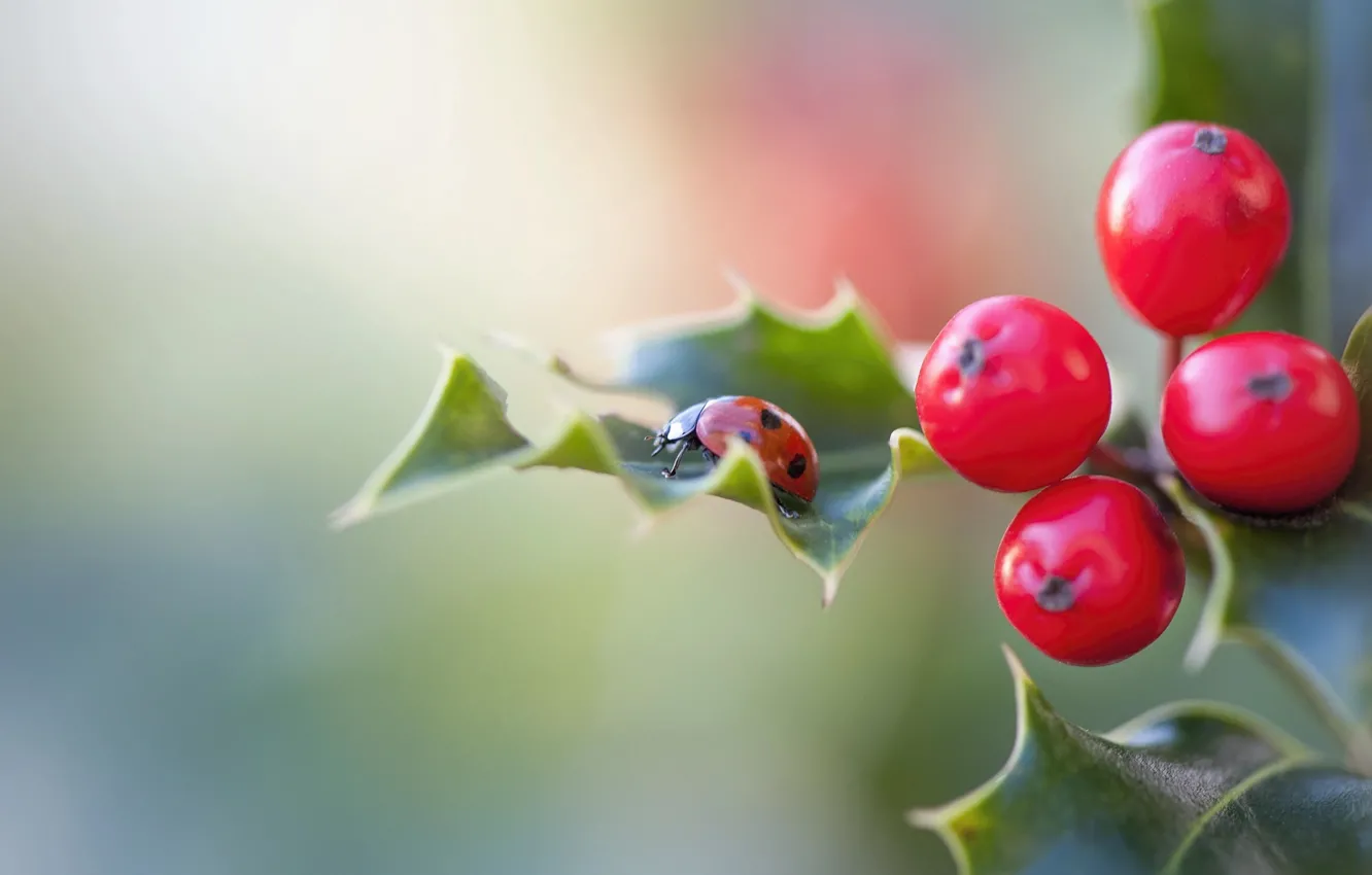 Photo wallpaper leaves, macro, nature, berries, ladybug, Holly, Jacky Parker