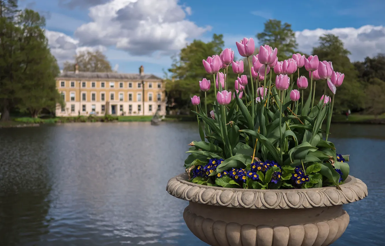 Photo wallpaper water, flowers, lake, England, London, tulips, London, England