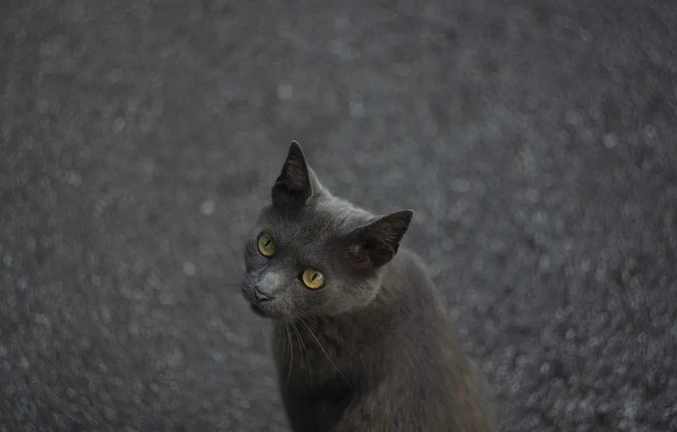 Photo wallpaper cat, cat, asphalt, grey