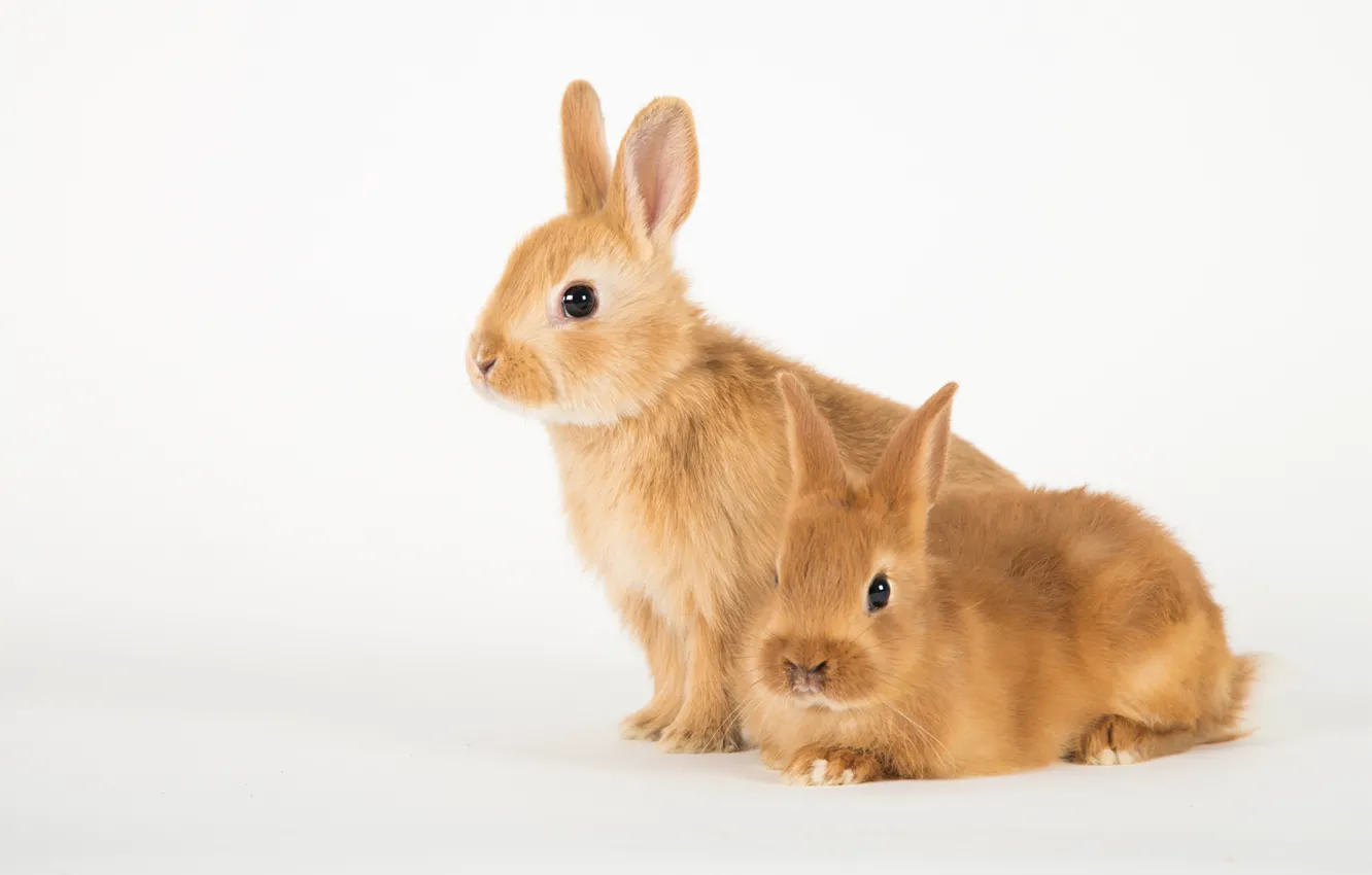Photo wallpaper pose, two, rabbit, white background, red, a couple, Bunny, rabbit