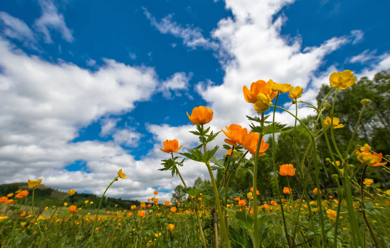 Photo wallpaper greens, field, summer, the sky, clouds, trees, flowers, blue