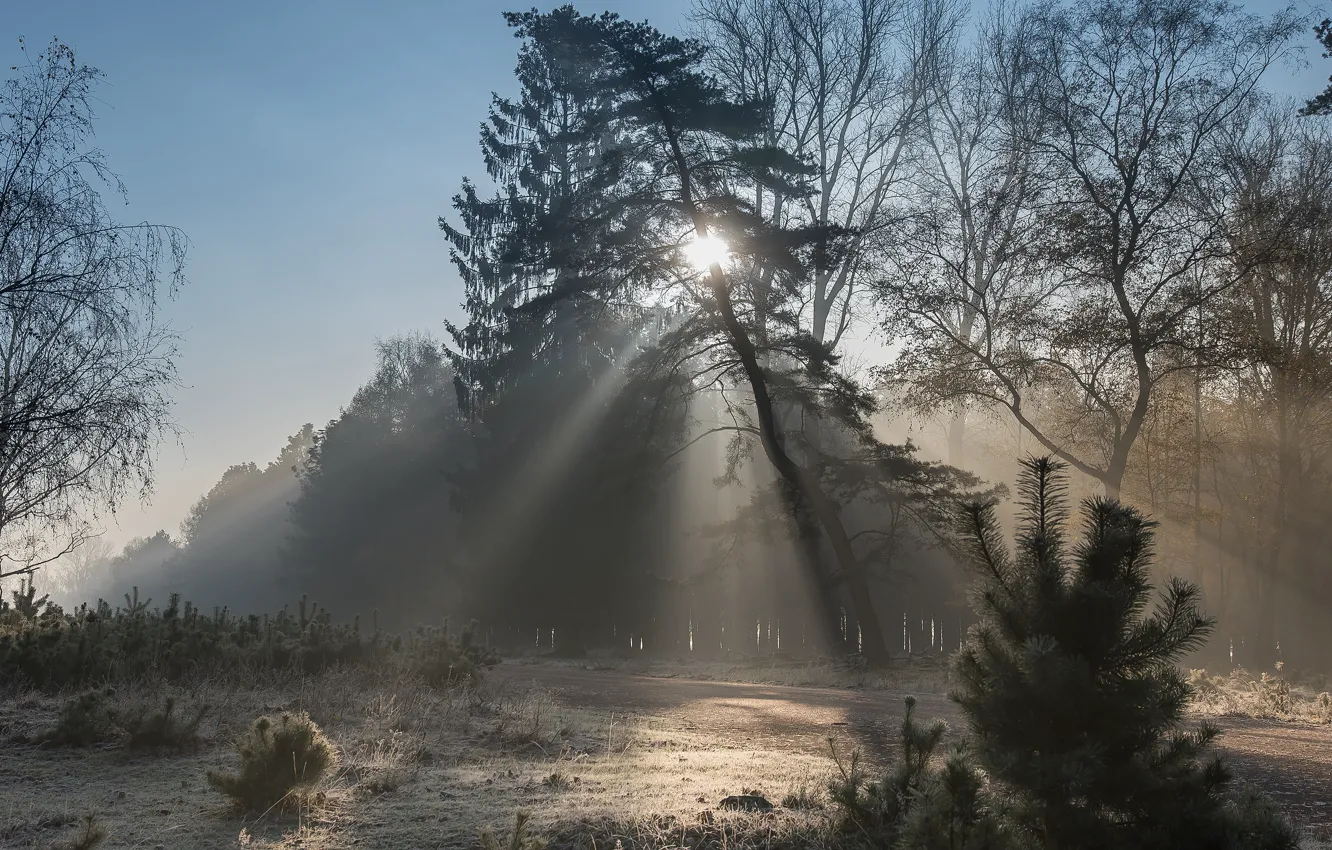 Photo wallpaper forest, rays, fog, pine