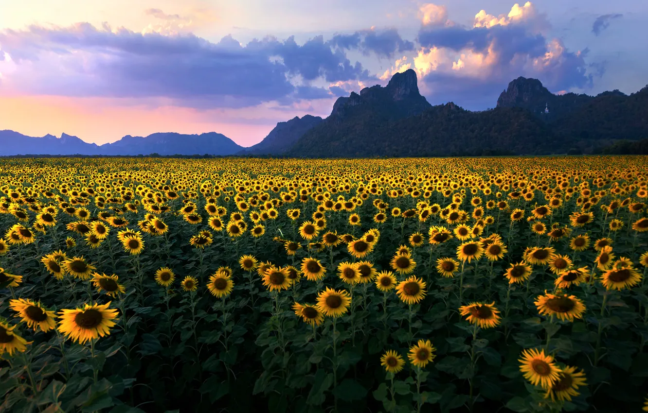 Photo wallpaper field, summer, the sky, clouds, sunflowers, mountains