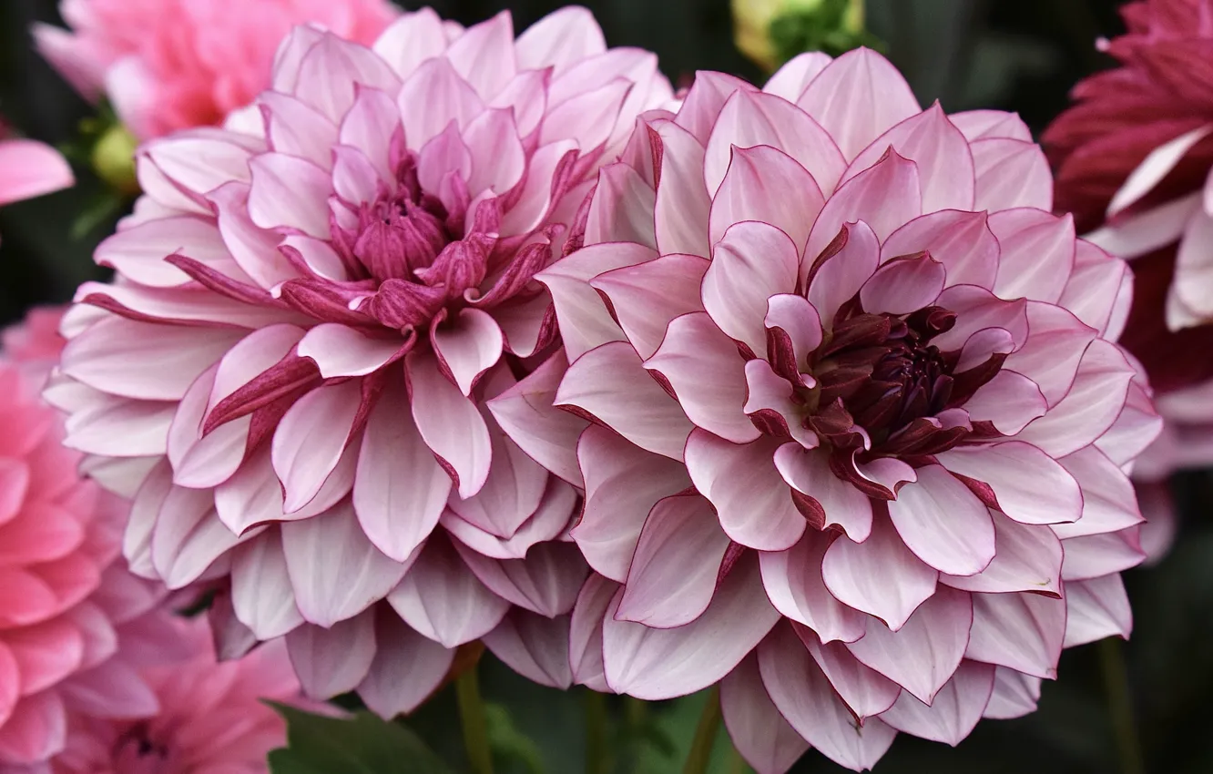 Photo wallpaper macro, dahlias, motley