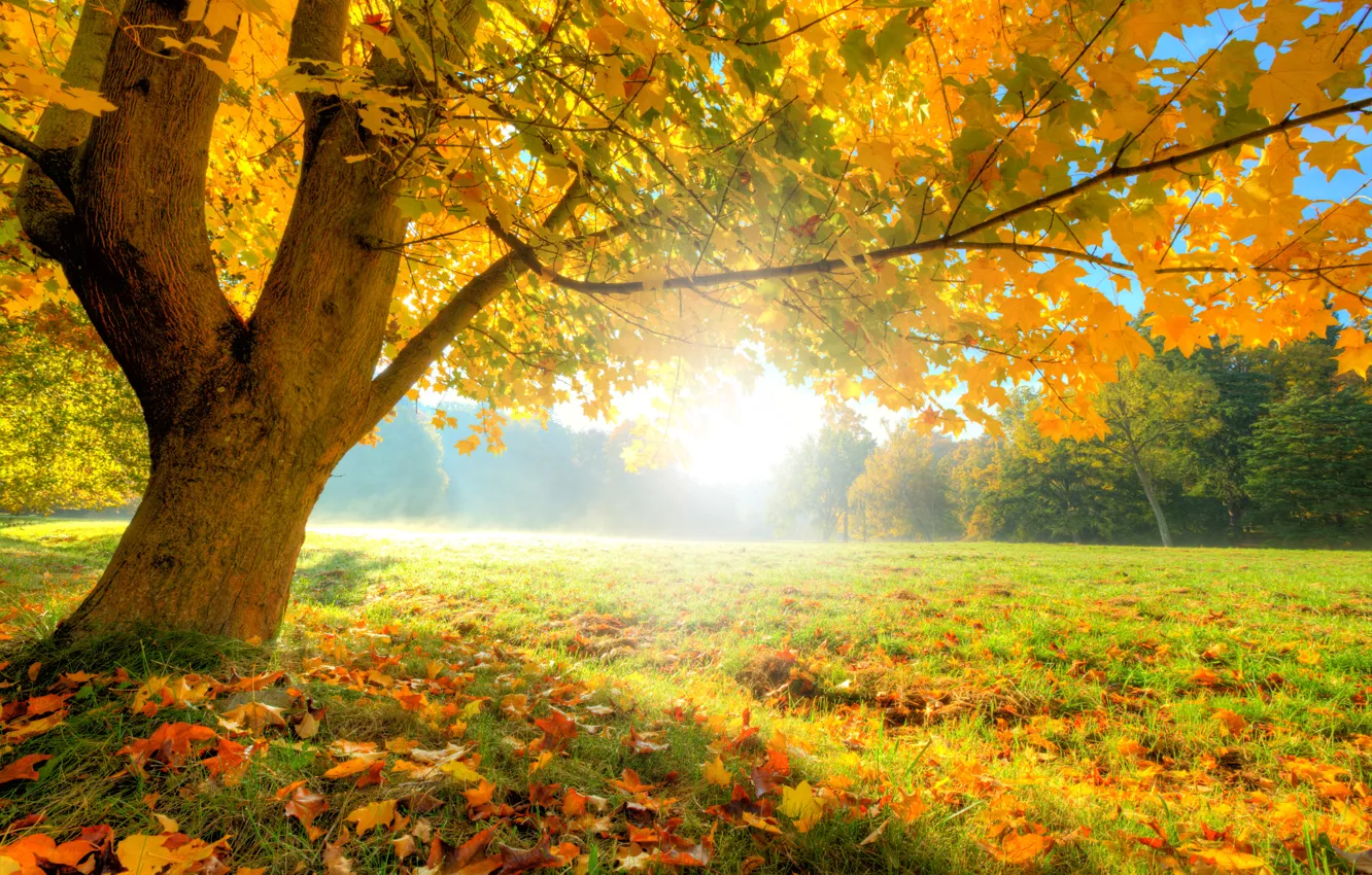 Photo wallpaper autumn, forest, grass, leaves, the sun, trees, glade