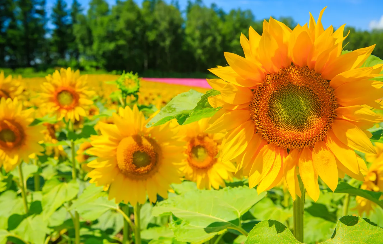 Photo wallpaper field, macro, sunflowers, nature