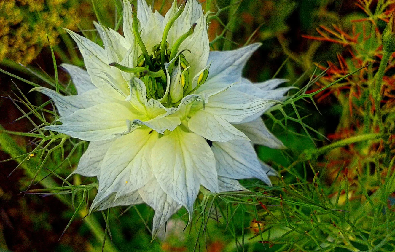 Photo wallpaper macro, flowers, nature