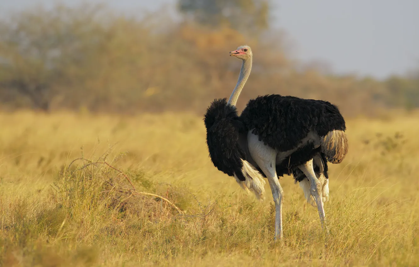 Photo wallpaper field, grass, bird, ostrich, black wings, EMU