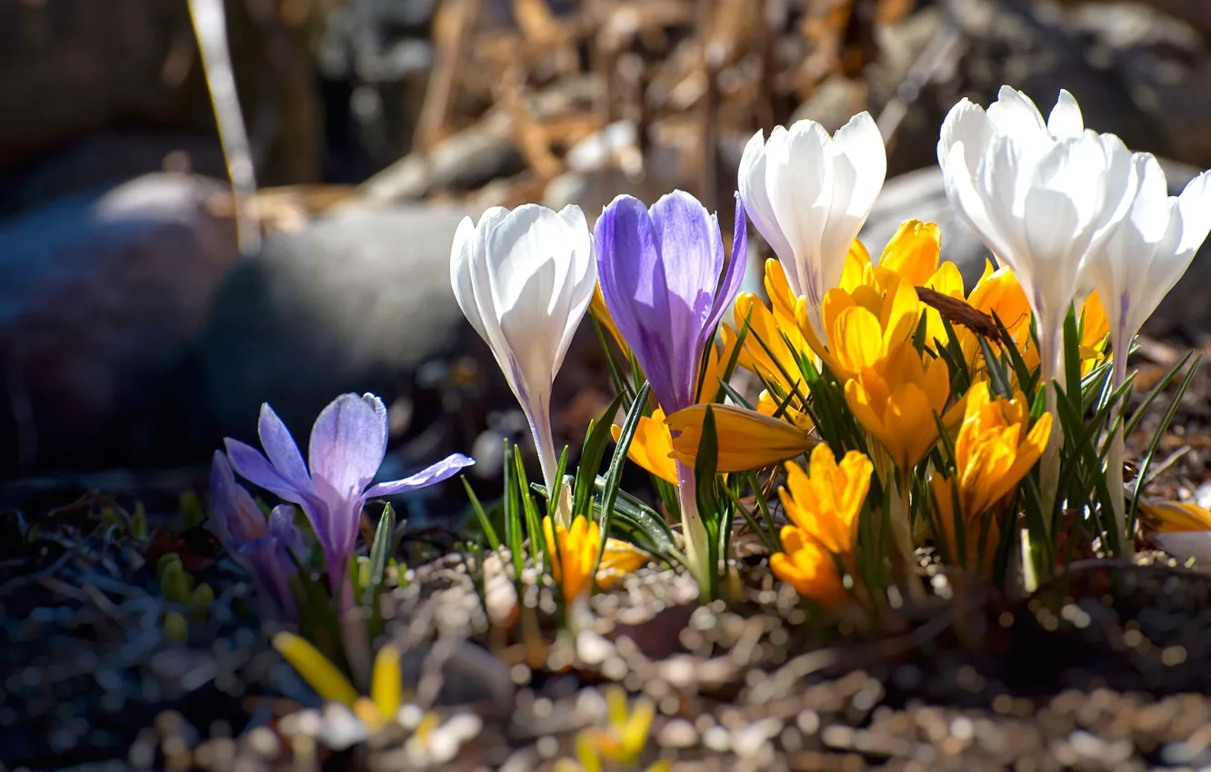 Photo wallpaper light, flowers, bright, spring, crocuses, buds, clearing, colorful
