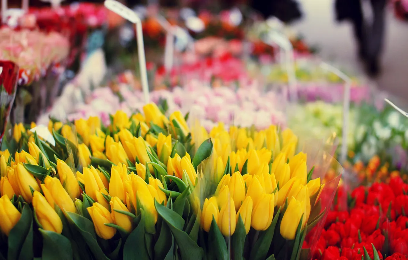 Photo wallpaper flowers, tulips, flower shop