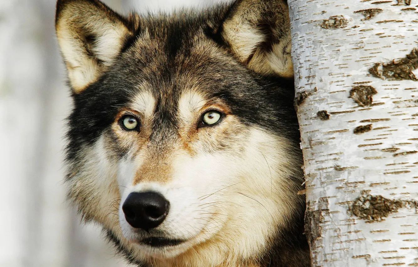 Photo wallpaper look, predator, Wolf, birch