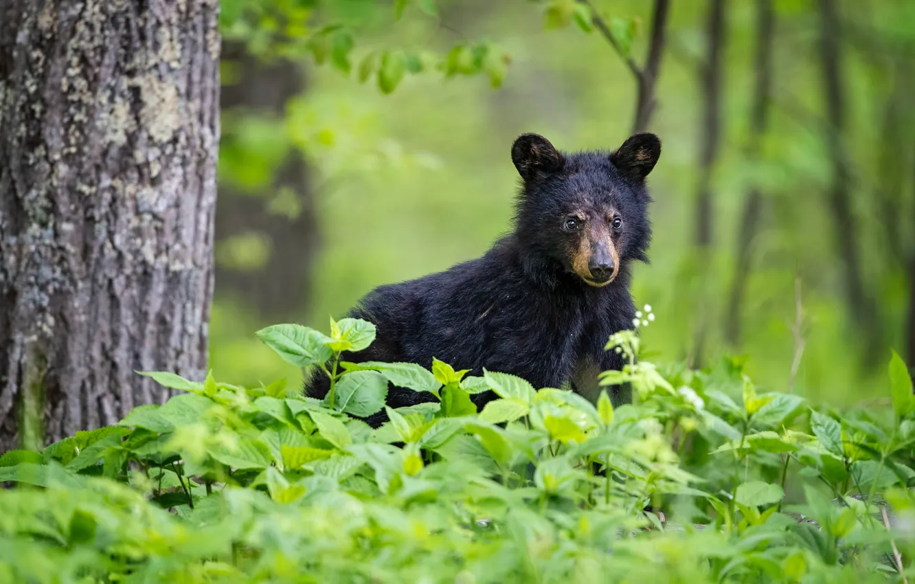 Photo wallpaper greens, look, face, leaves, trees, portrait, baby, bear